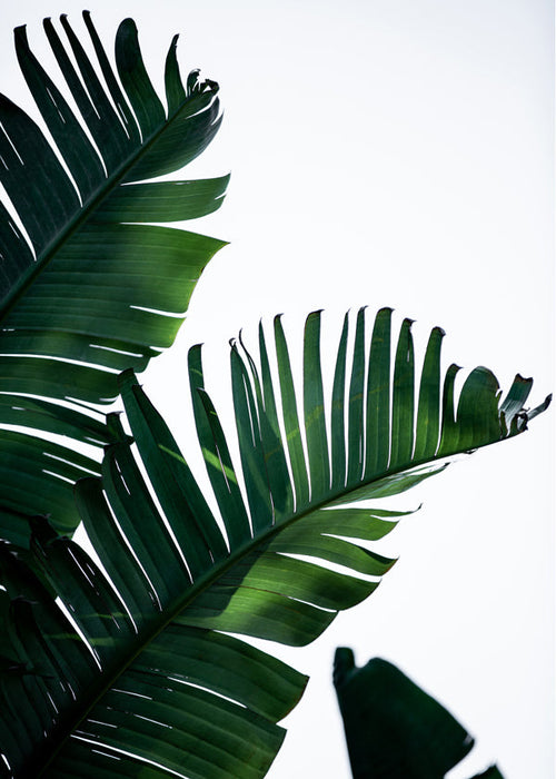 Botanisk plakat grønne blade vertikal