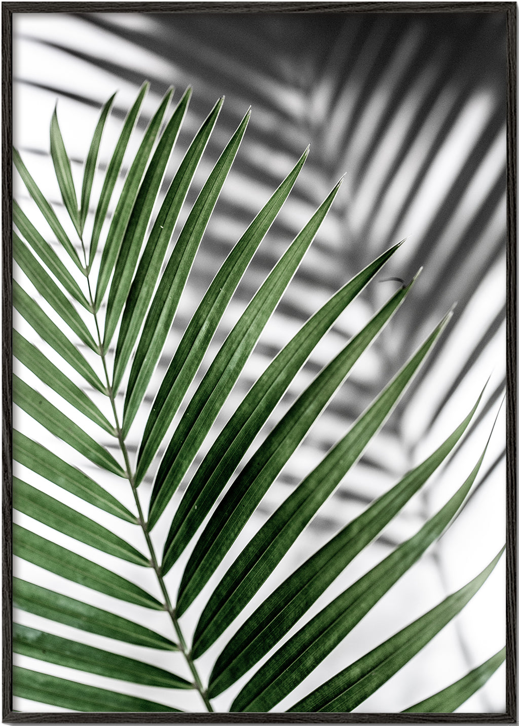 Botanisk plakat med palmeblad tæt på