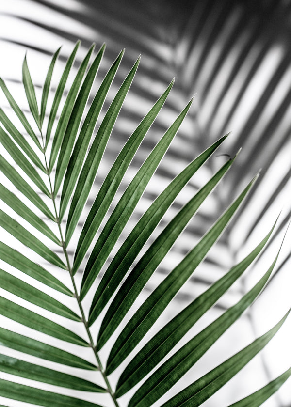 Botanisk plakat med palmeblad tæt på