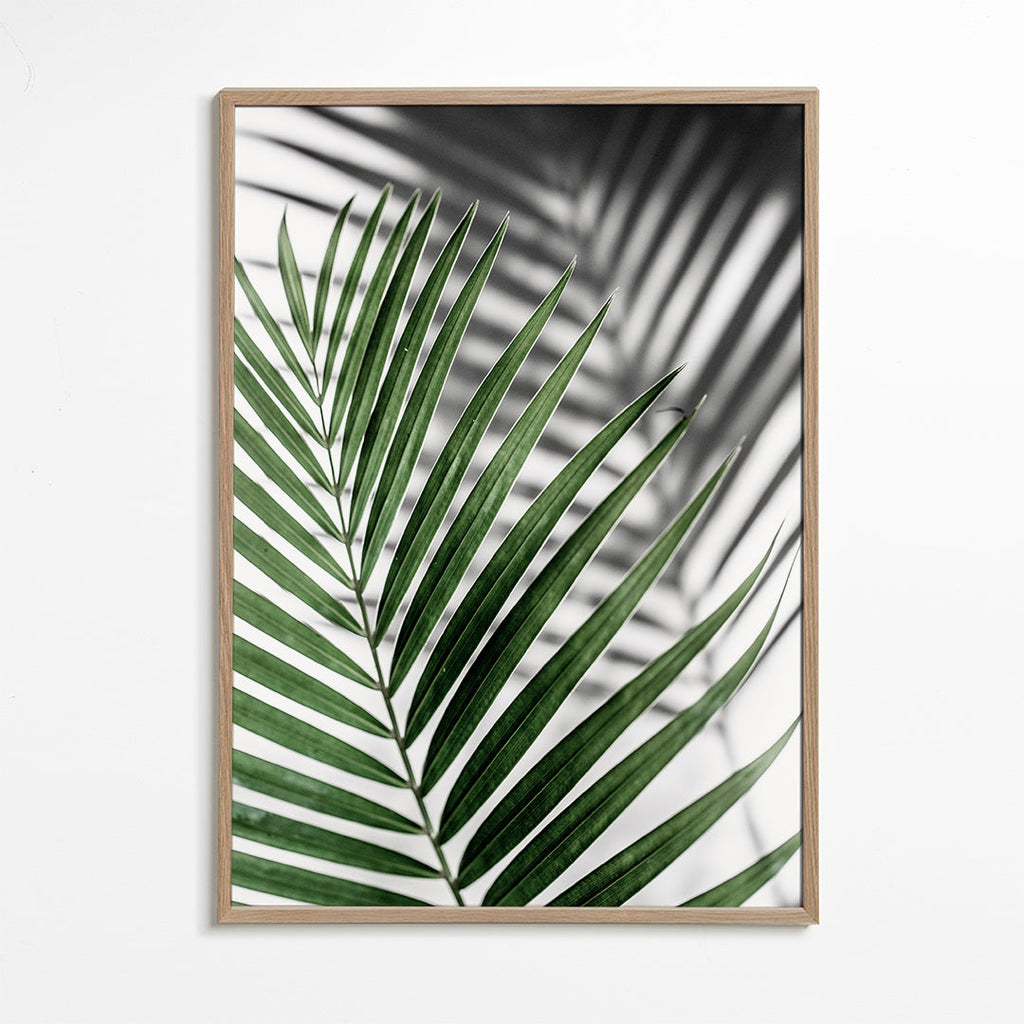 Botanisk plakat med palmeblad tæt på