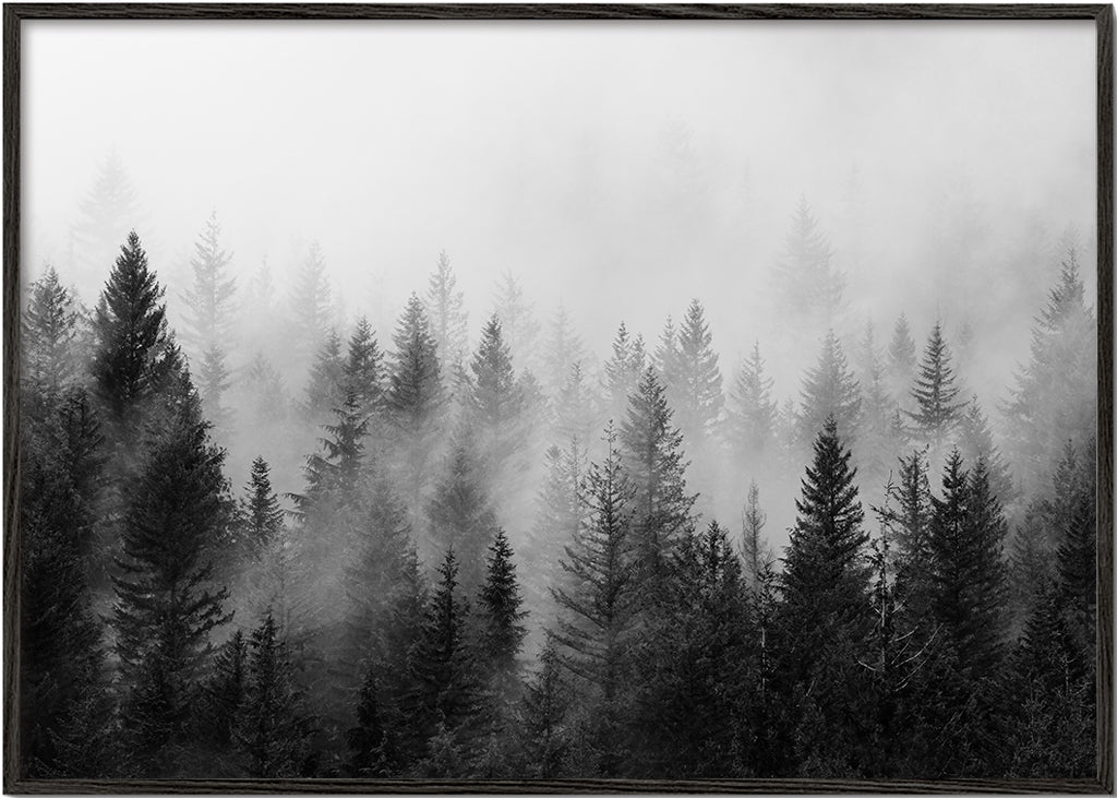 Sort-hvid kunst: tåget skov panoramisk
