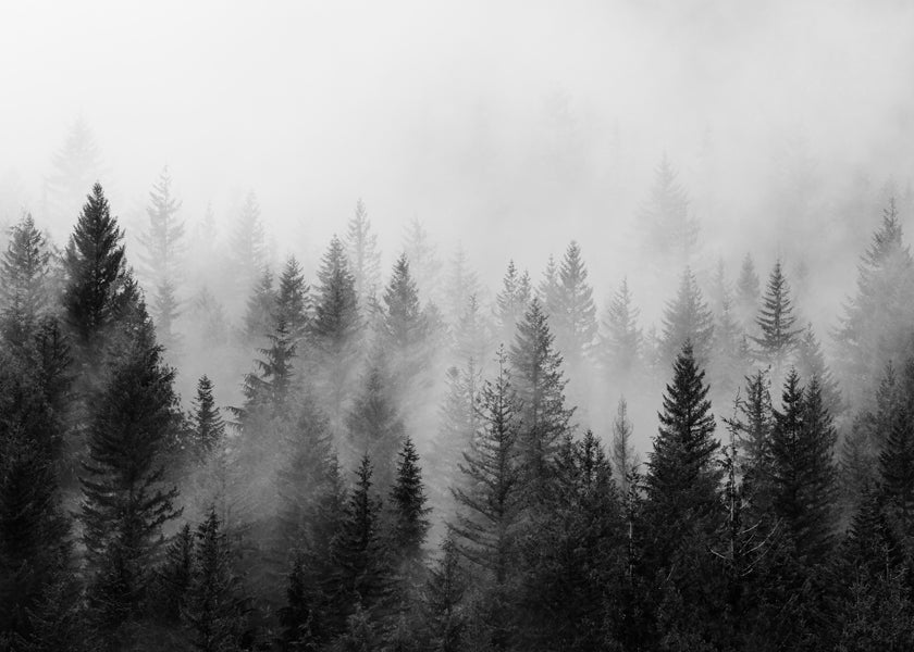 Sort-hvid kunst: tåget skov panoramisk