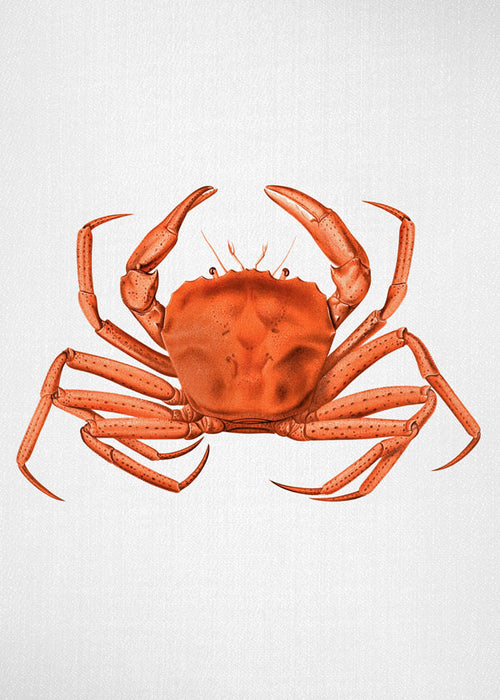 Kunstværk orange akvarel krabbe
