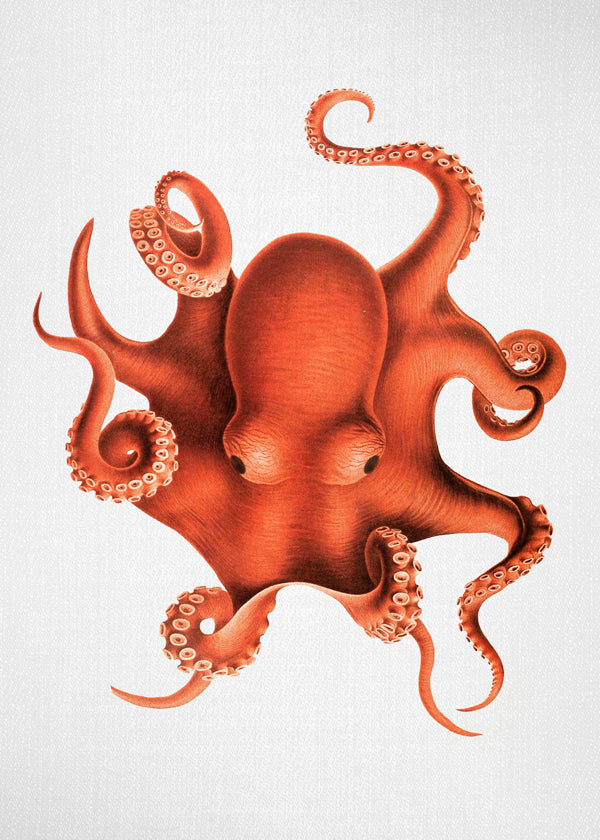 Blotfiskillustration i rød