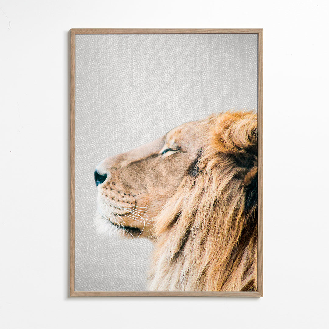 Plakat løve portræt