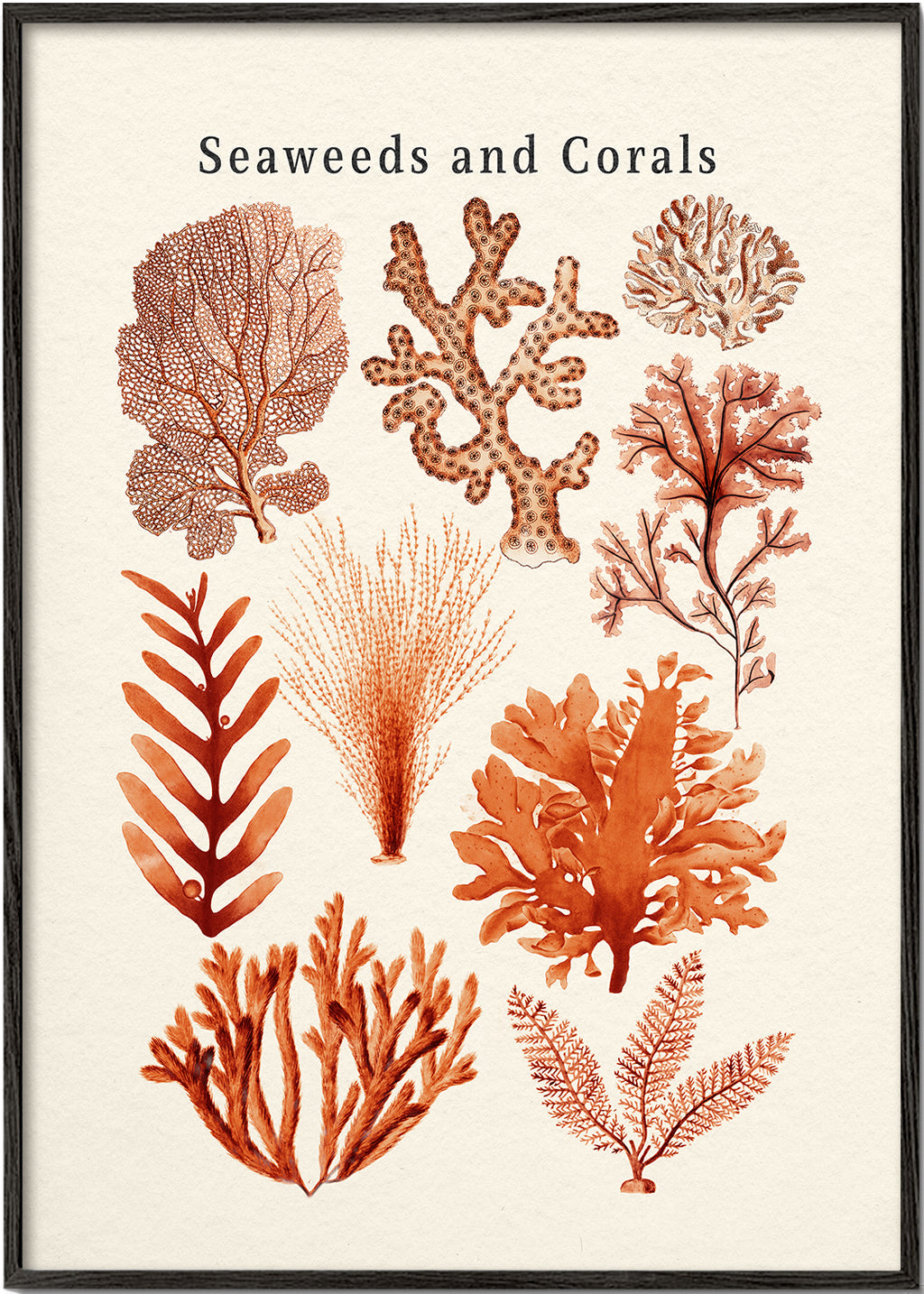 Botanisk plakat: tang og koraller sepia