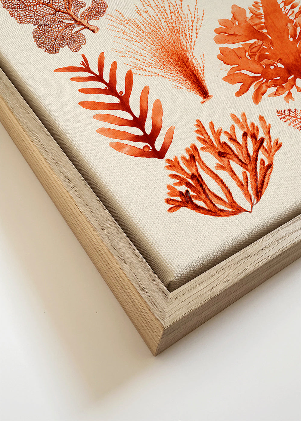 Botanisk plakat: tang og koraller sepia