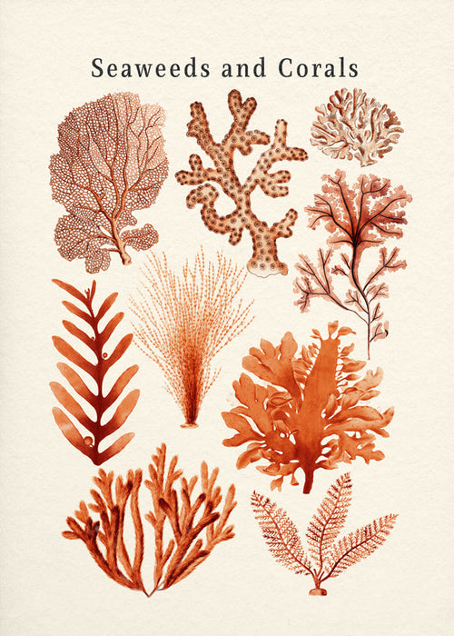 Botanisk plakat: tang og koraller sepia