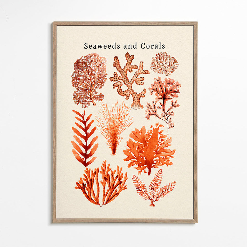 Botanisk plakat: tang og koraller sepia