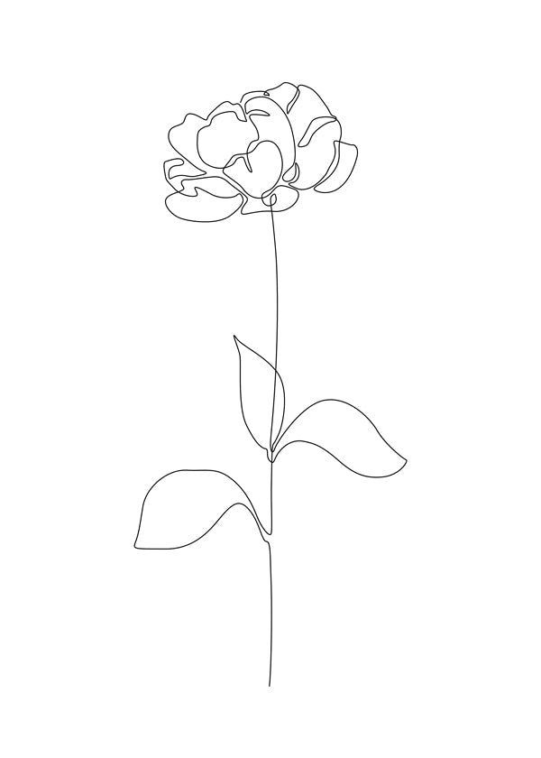 Botanisk plakat: Peony i éntreksstreg
