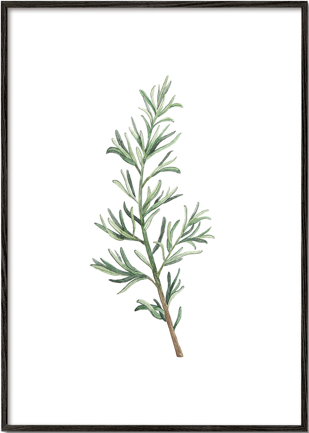 Botanisk plakat: rosmaringren akvarel