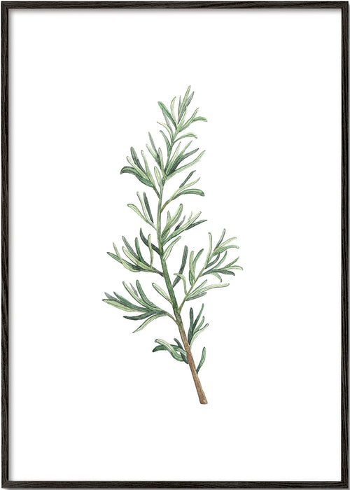 Botanisk plakat: rosmaringren akvarel