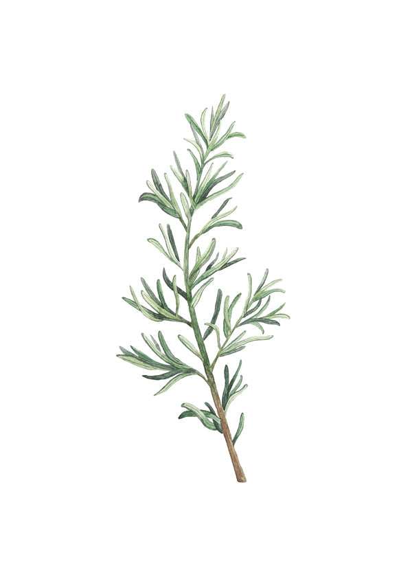 Botanisk plakat: rosmaringren akvarel