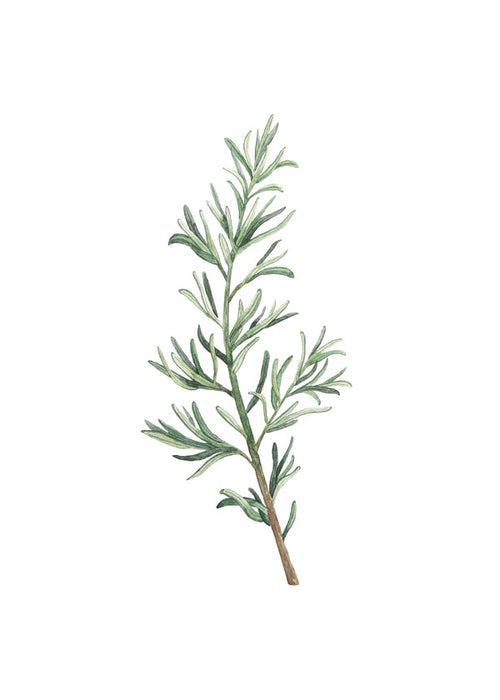 Botanisk plakat: rosmaringren akvarel
