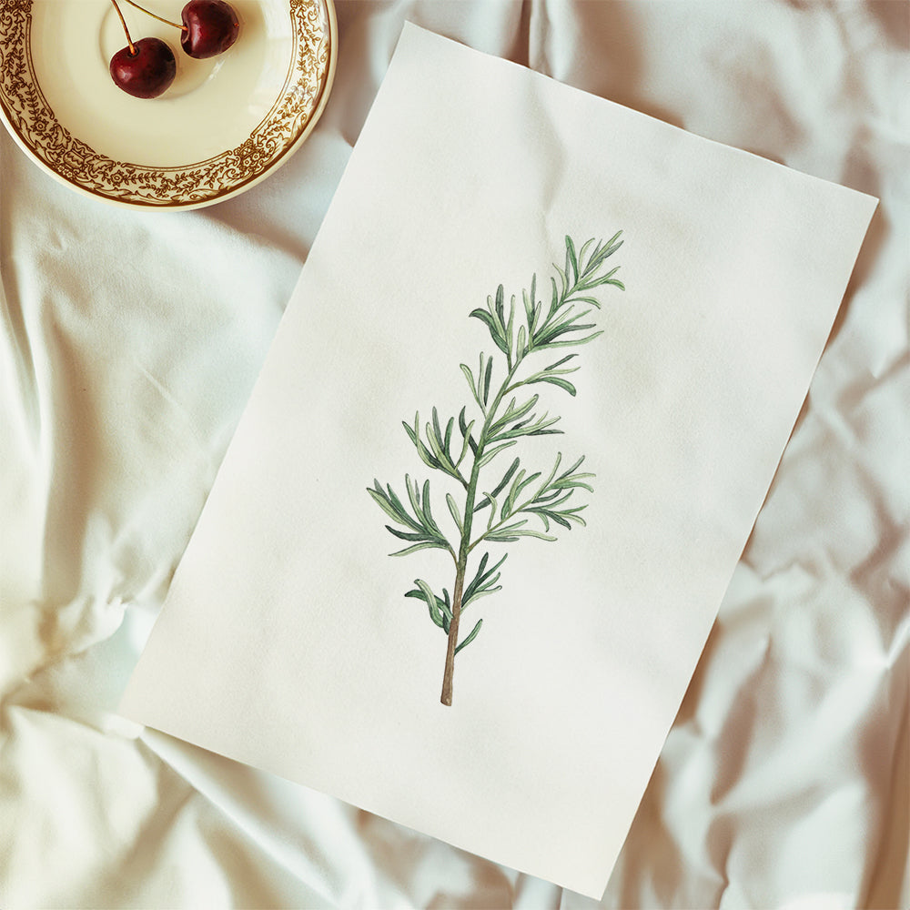 Botanisk plakat: rosmaringren akvarel