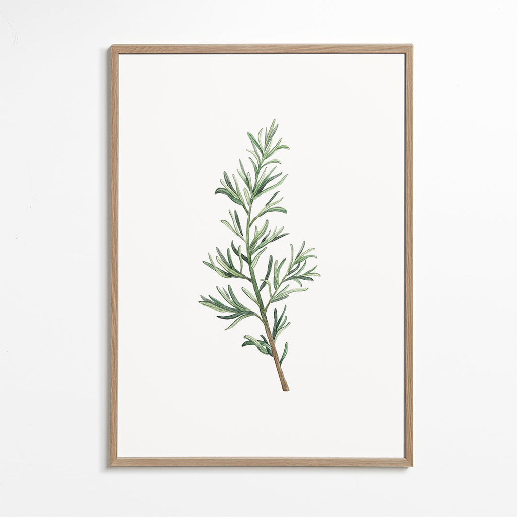 Botanisk plakat: rosmaringren akvarel