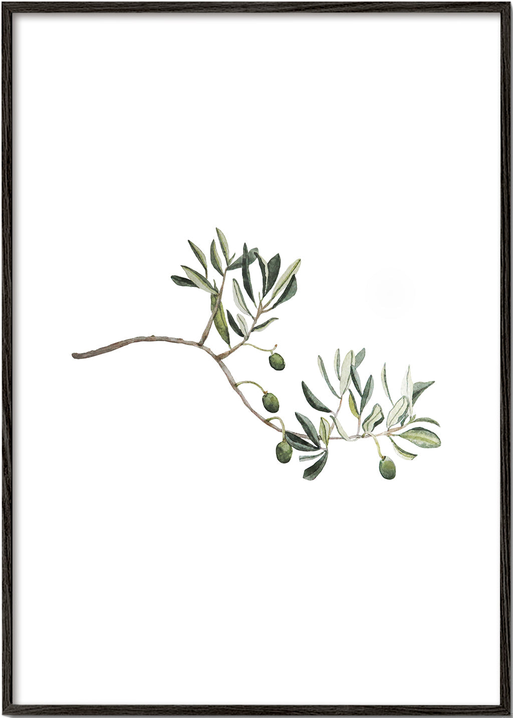 Botanisk plakat oliventak studie