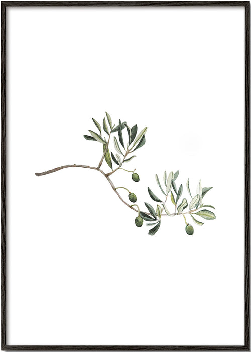 Botanisk plakat oliventak studie