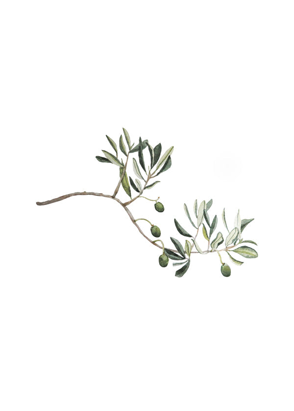 Botanisk plakat oliventak studie