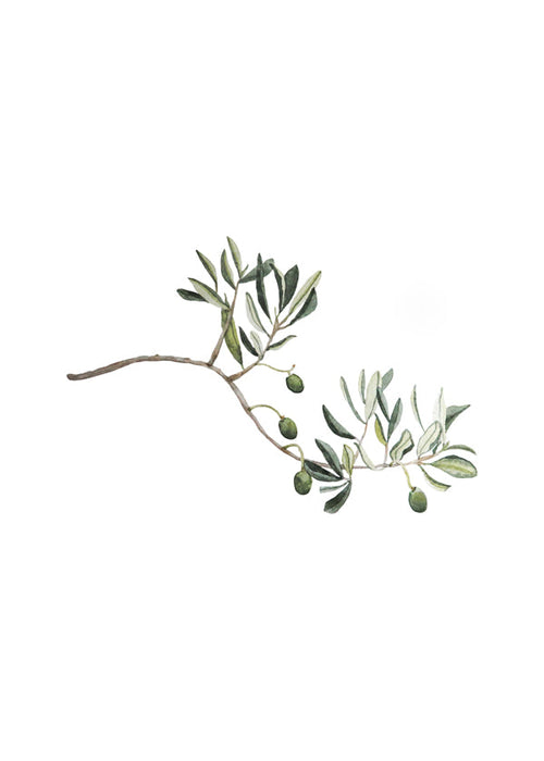 Botanisk plakat oliventak studie