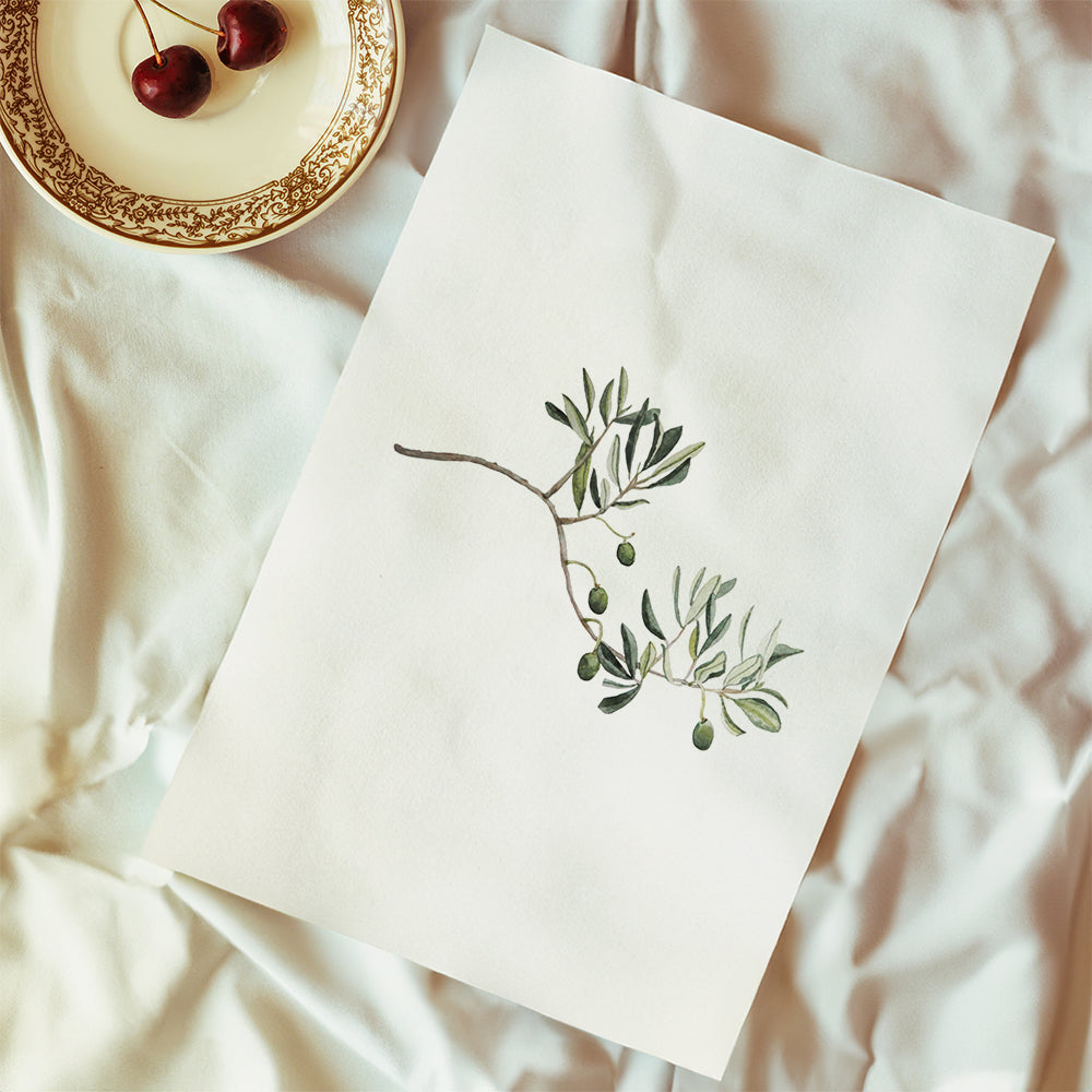 Botanisk plakat oliventak studie