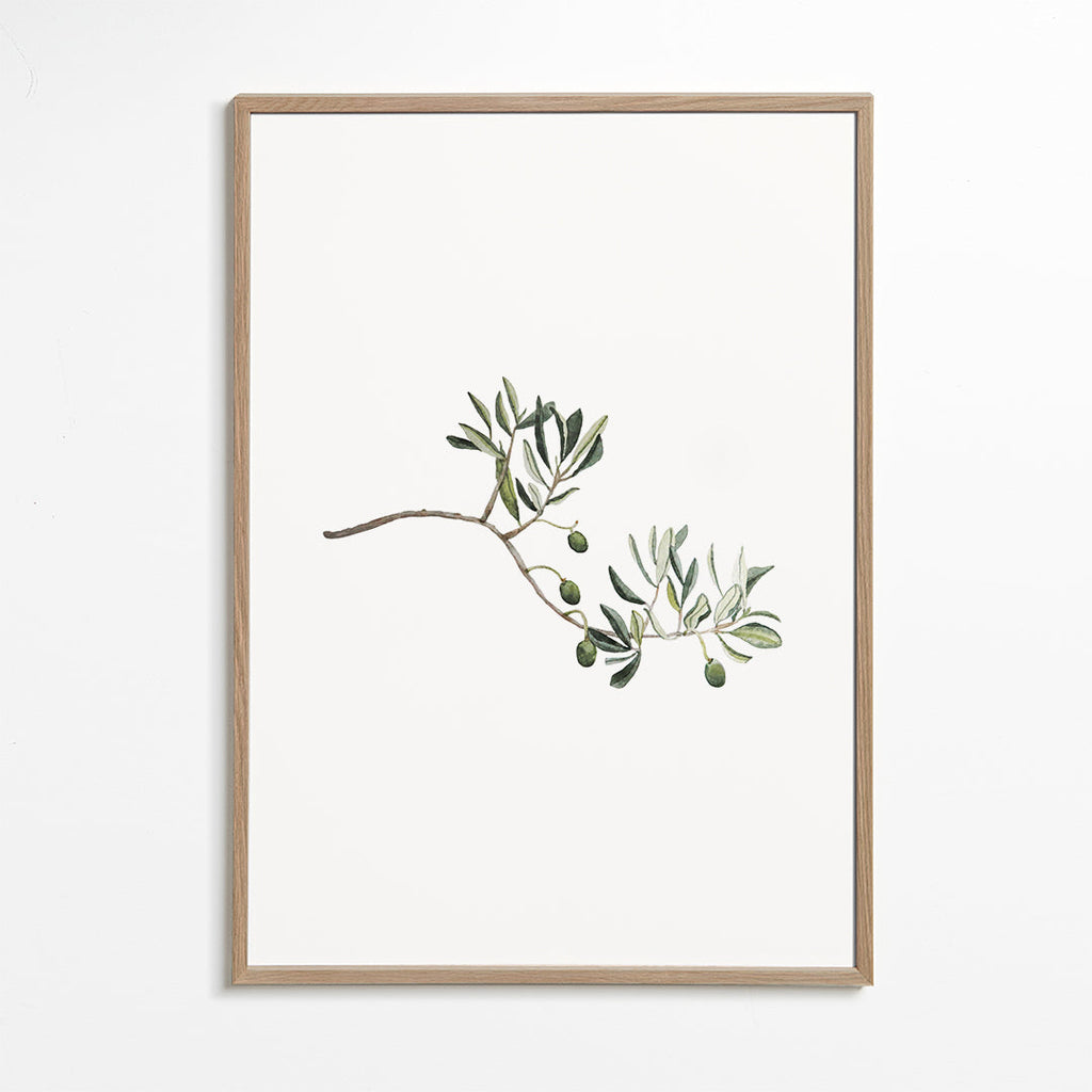 Botanisk plakat oliventak studie