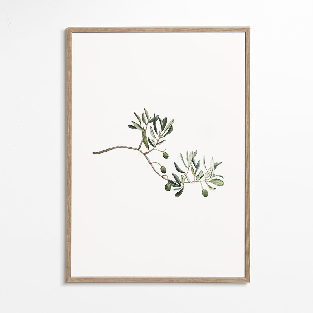 Botanisk plakat oliventak studie