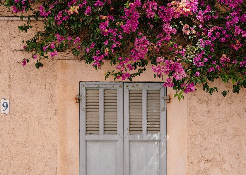 Botanisk plakat med bougainvillea over gammel dør
