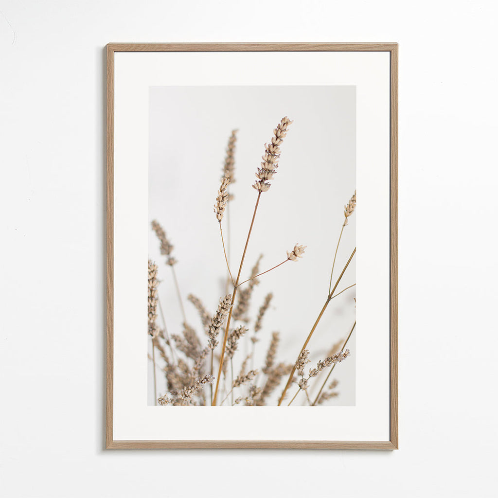 Botanisk plakat: tørrede aks vertikal