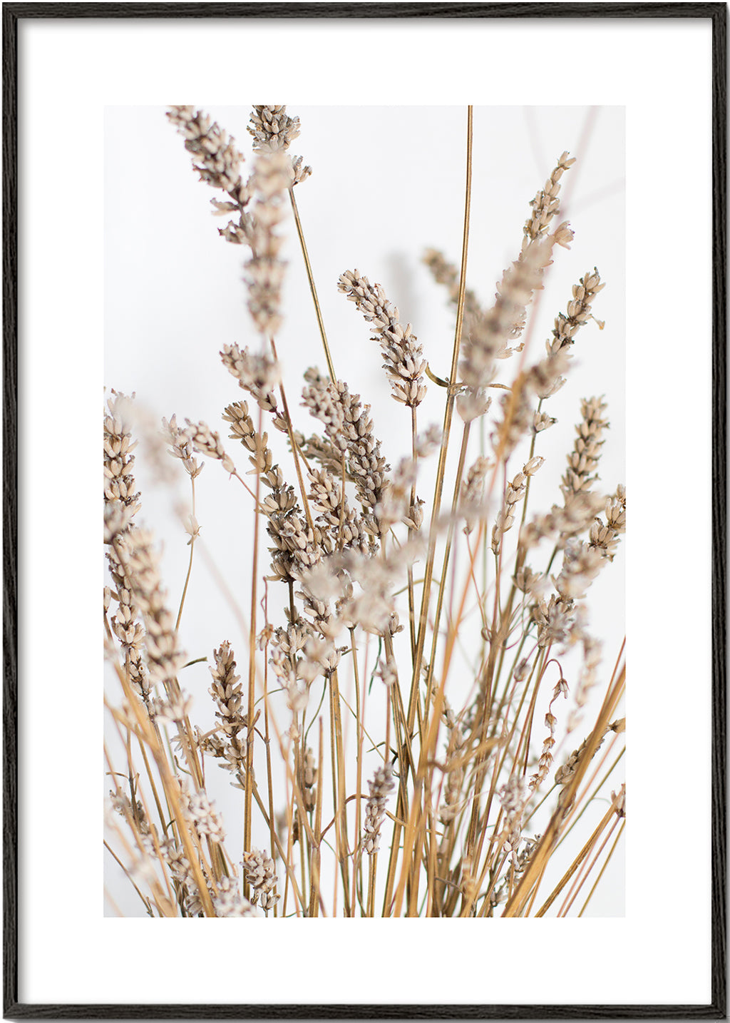 Botanisk plakat med tørre aks