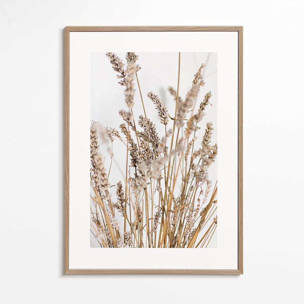 Botanisk plakat med tørre aks