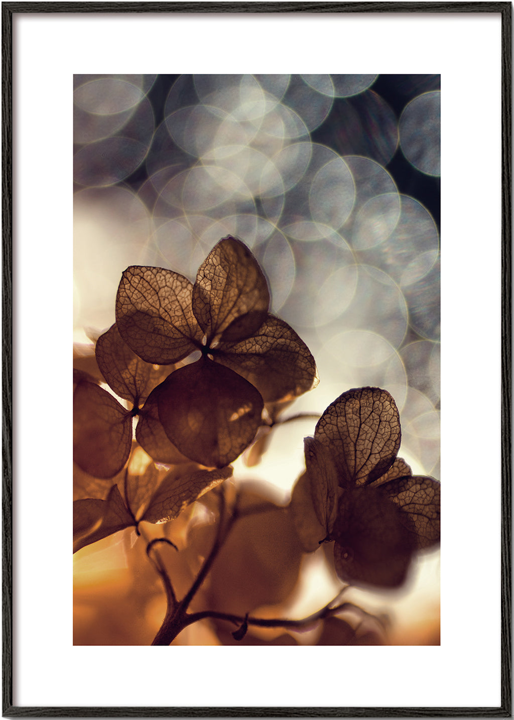 Botanisk plakat: tørrede blomster i blødt bokeh