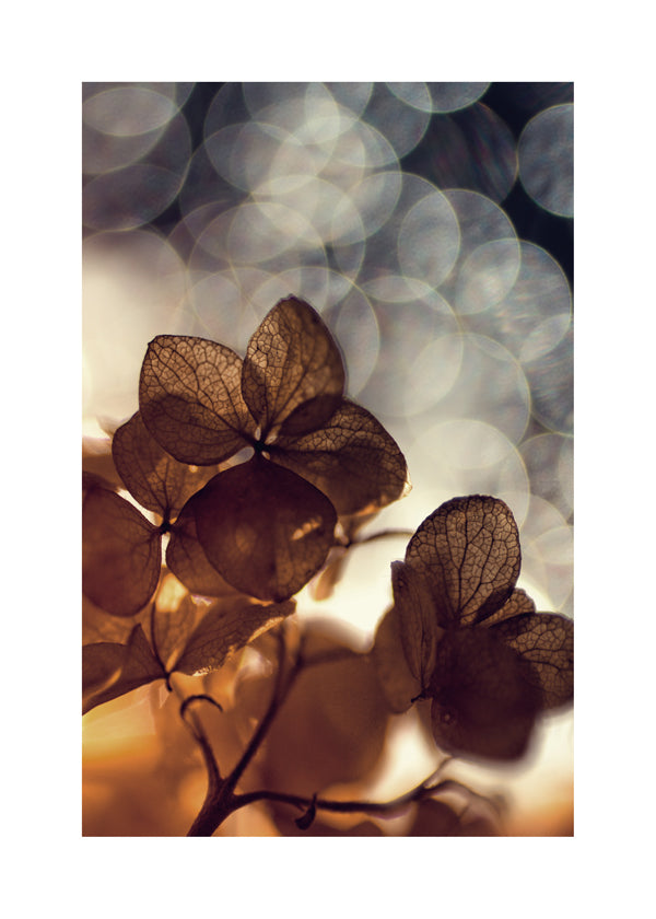 Botanisk plakat: tørrede blomster i blødt bokeh
