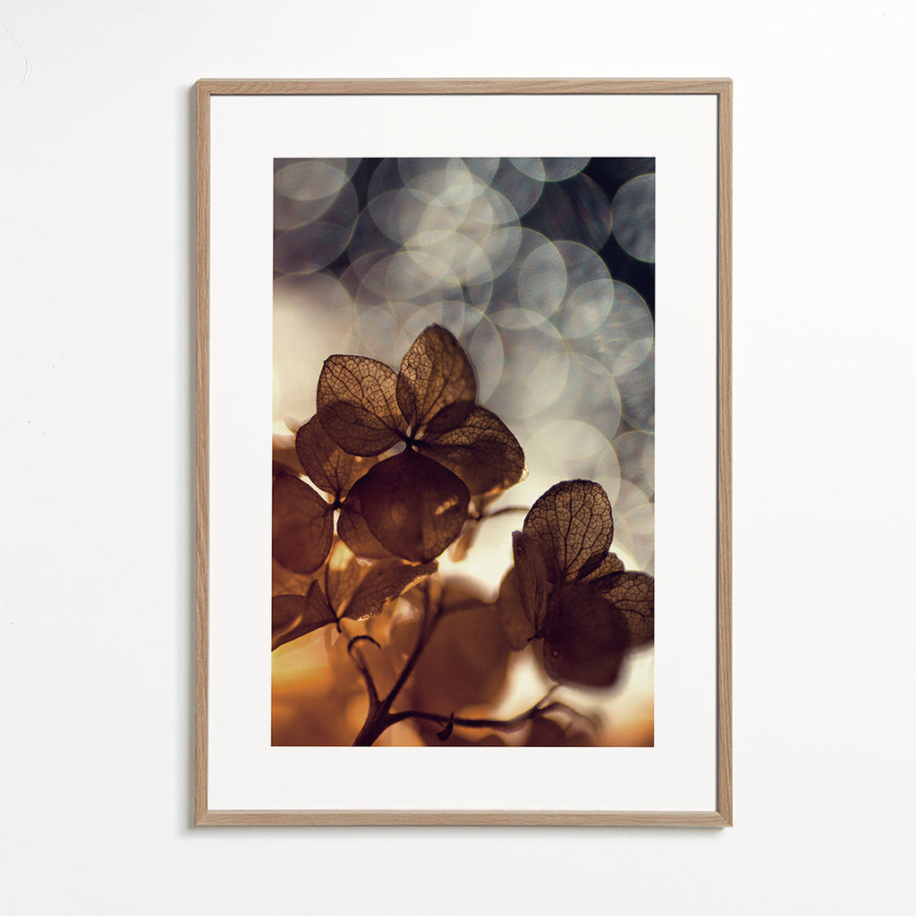 Botanisk plakat: tørrede blomster i blødt bokeh