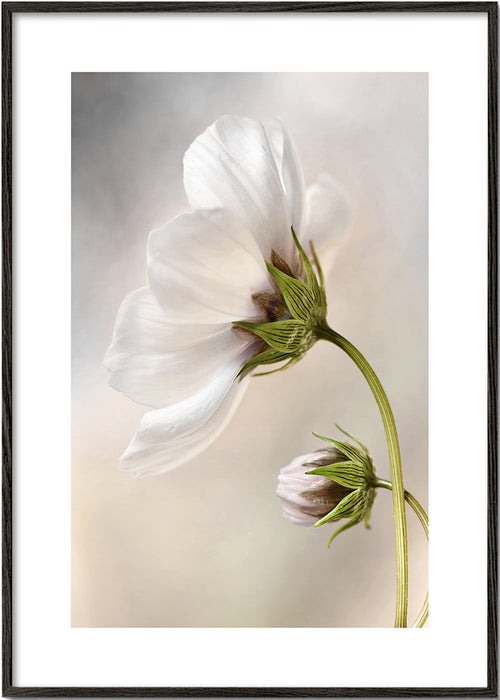 Botanisk plakat: hvid blomst på buet stilk