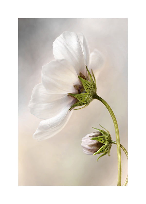 Botanisk plakat: hvid blomst på buet stilk