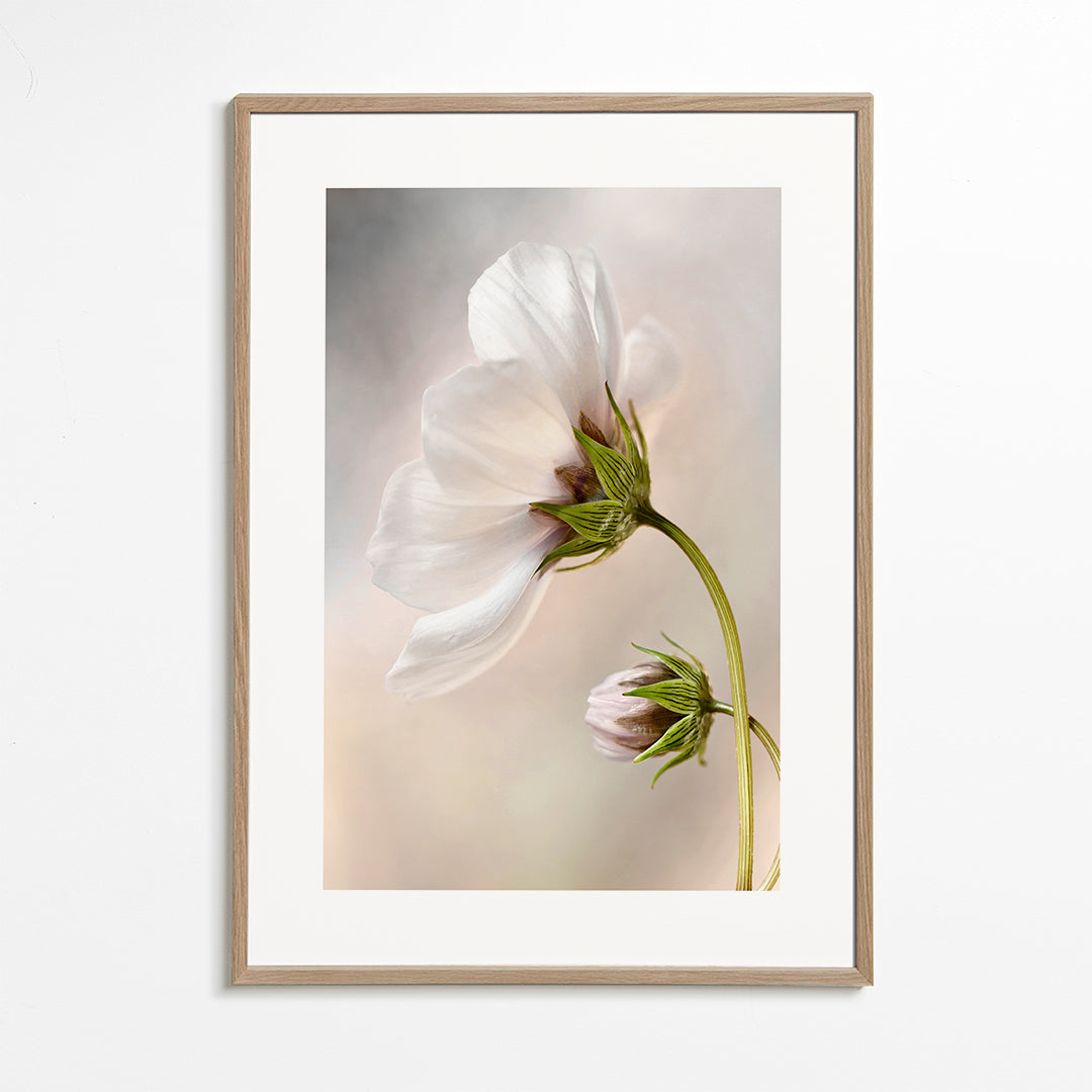 Botanisk plakat: hvid blomst på buet stilk