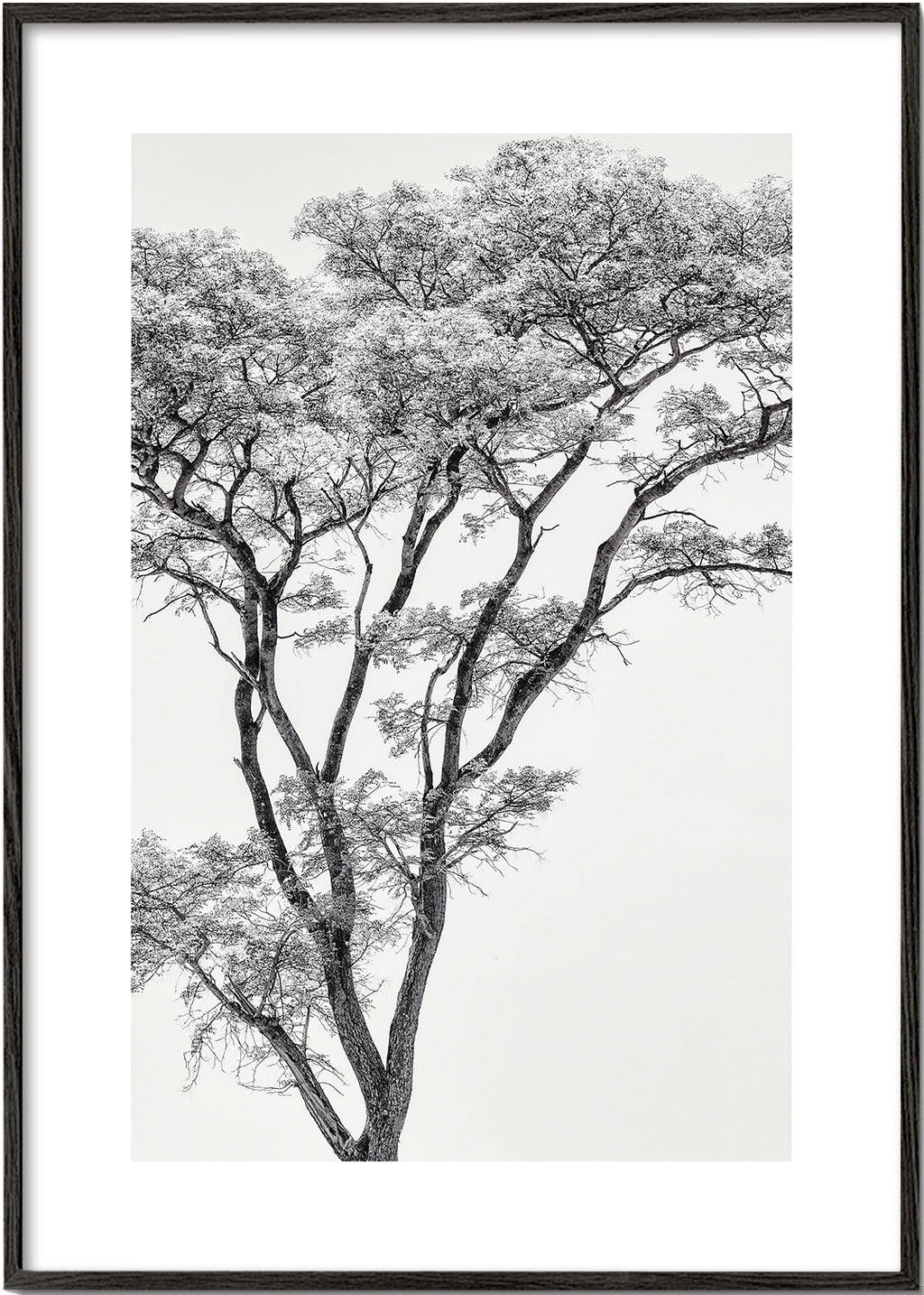 Botanisk plakat: træ i sort-hvid