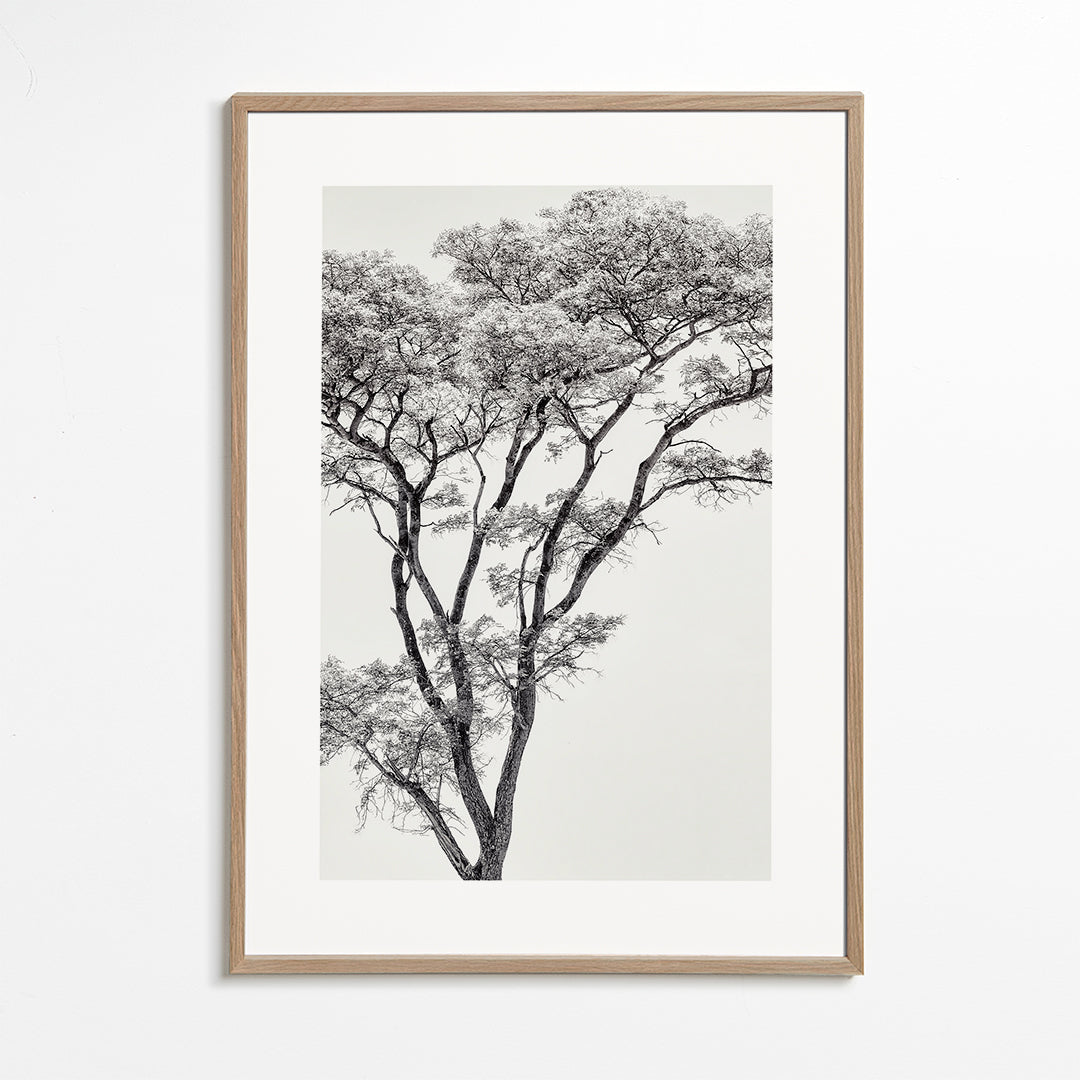 Botanisk plakat: træ i sort-hvid