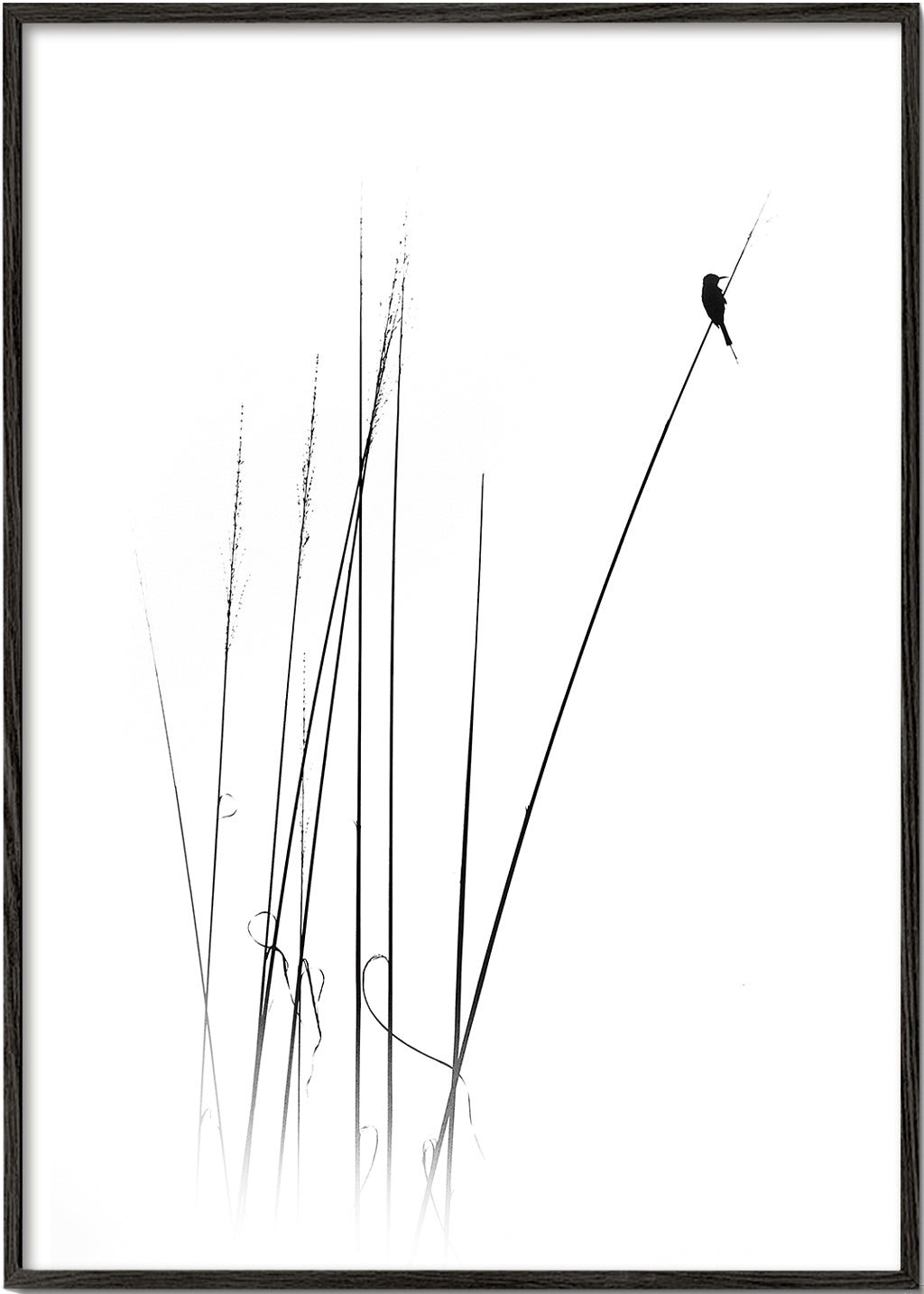 Fotografi: fugl på siv, minimalistisk