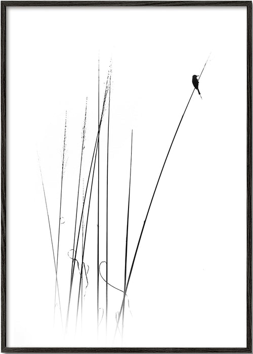 Fotografi: fugl på siv, minimalistisk