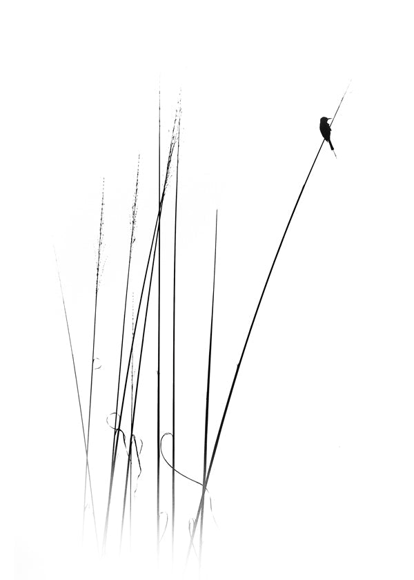 Fotografi: fugl på siv, minimalistisk