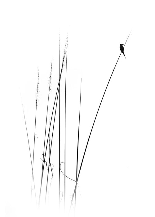 Fotografi: fugl på siv, minimalistisk