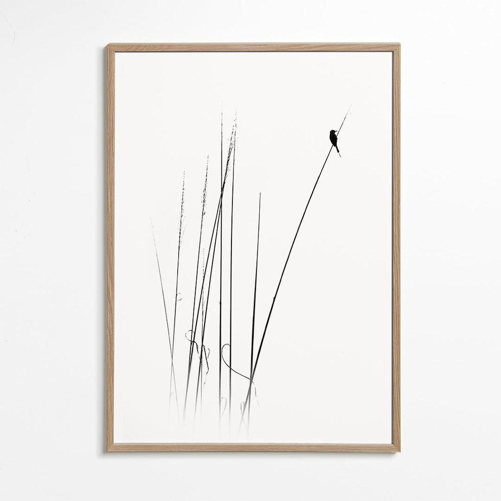 Fotografi: fugl på siv, minimalistisk