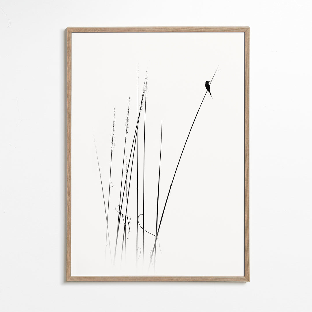 Fotografi: fugl på siv, minimalistisk