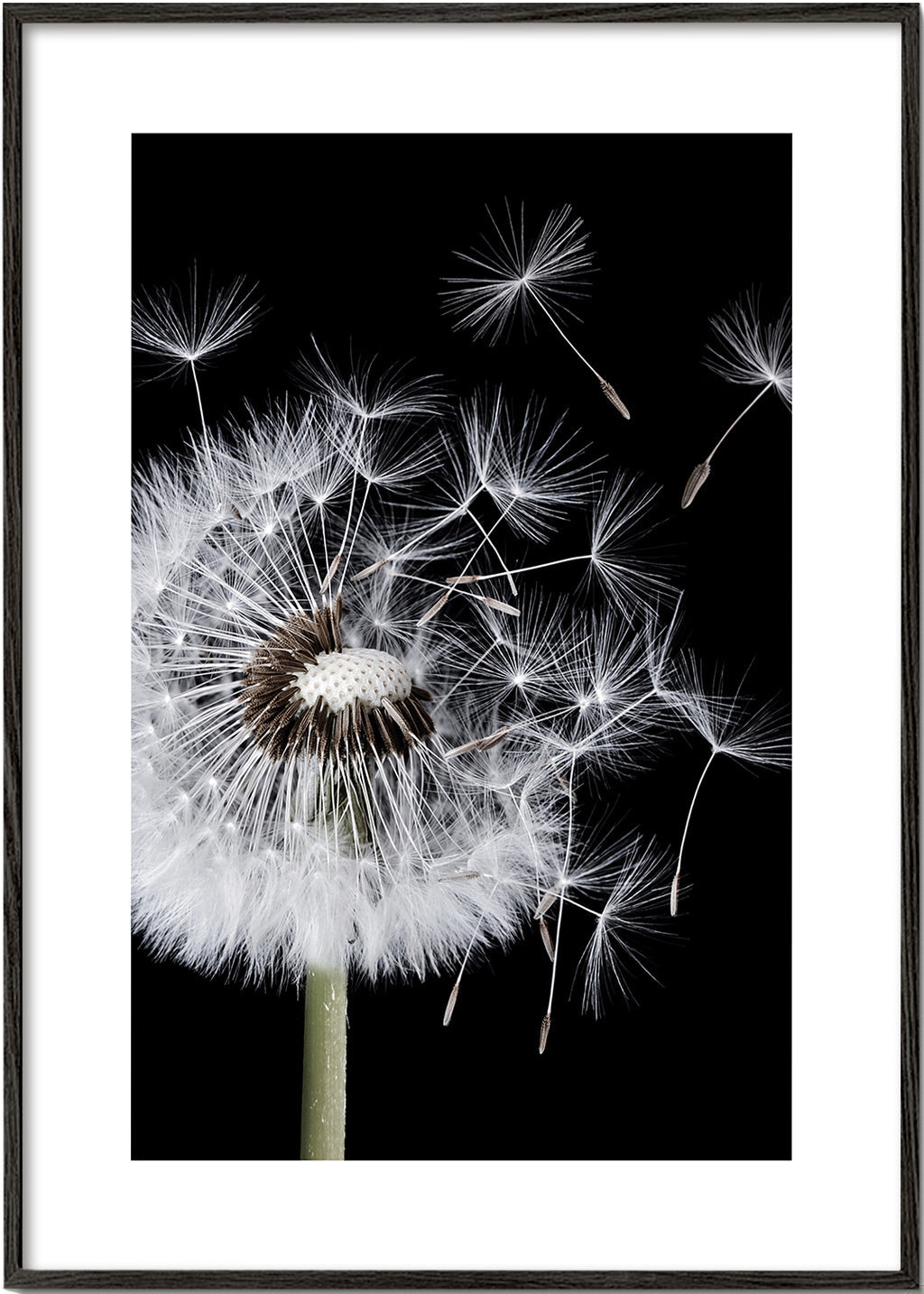 Botanisk plakat: mælkebøtte makro