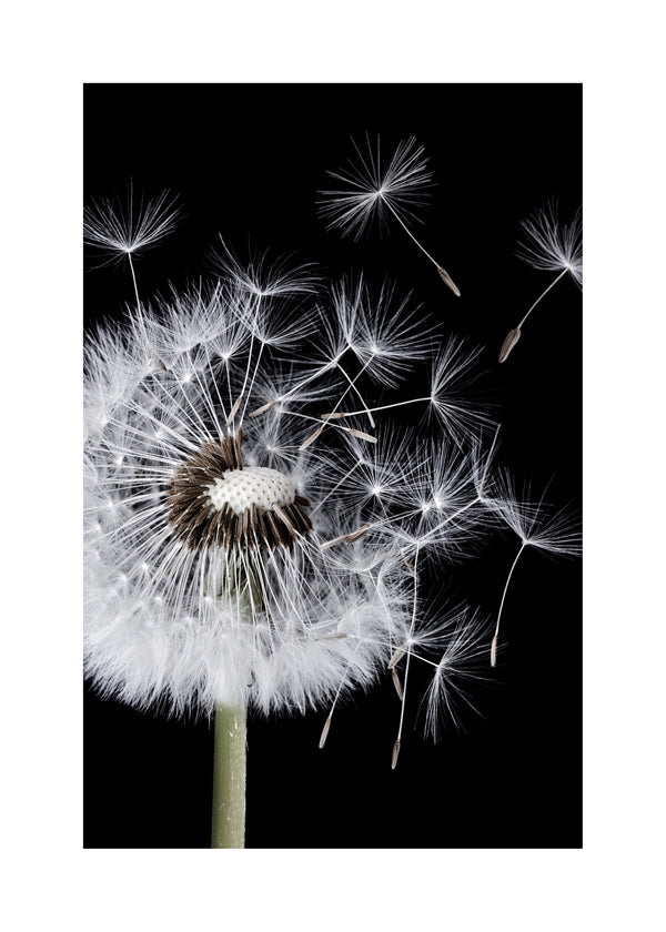 Botanisk plakat: mælkebøtte makro