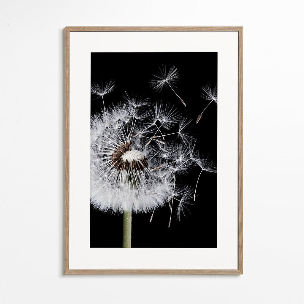 Botanisk plakat: mælkebøtte makro