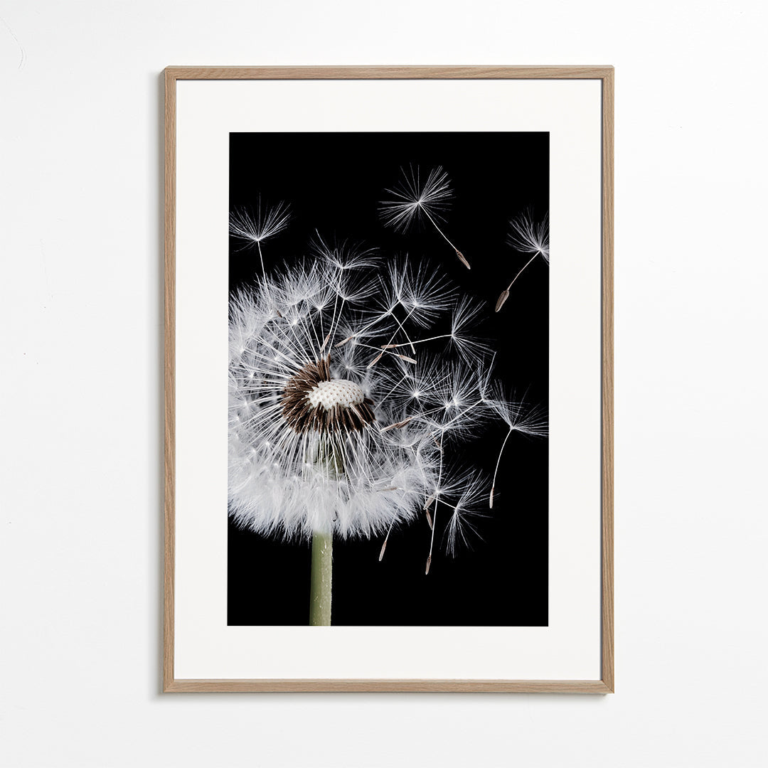 Botanisk plakat: mælkebøtte makro