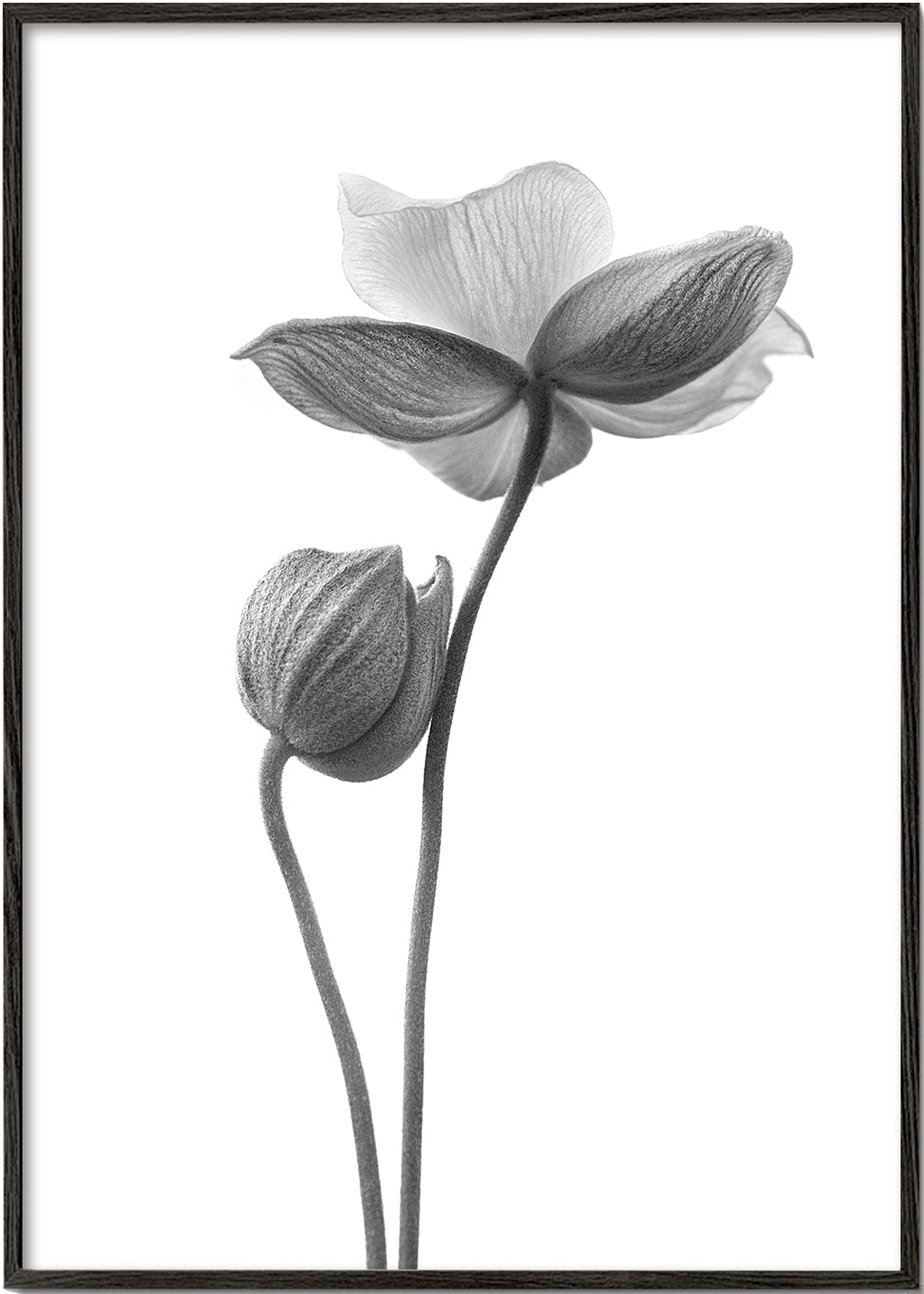 Botanisk plakat i sort-hvid